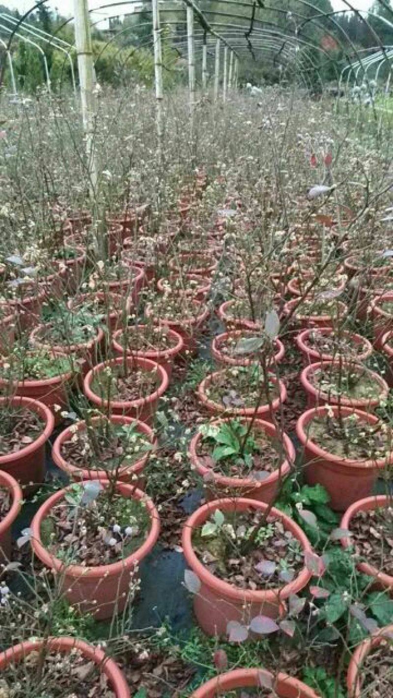 蓝莓苗2年以上80~100cm