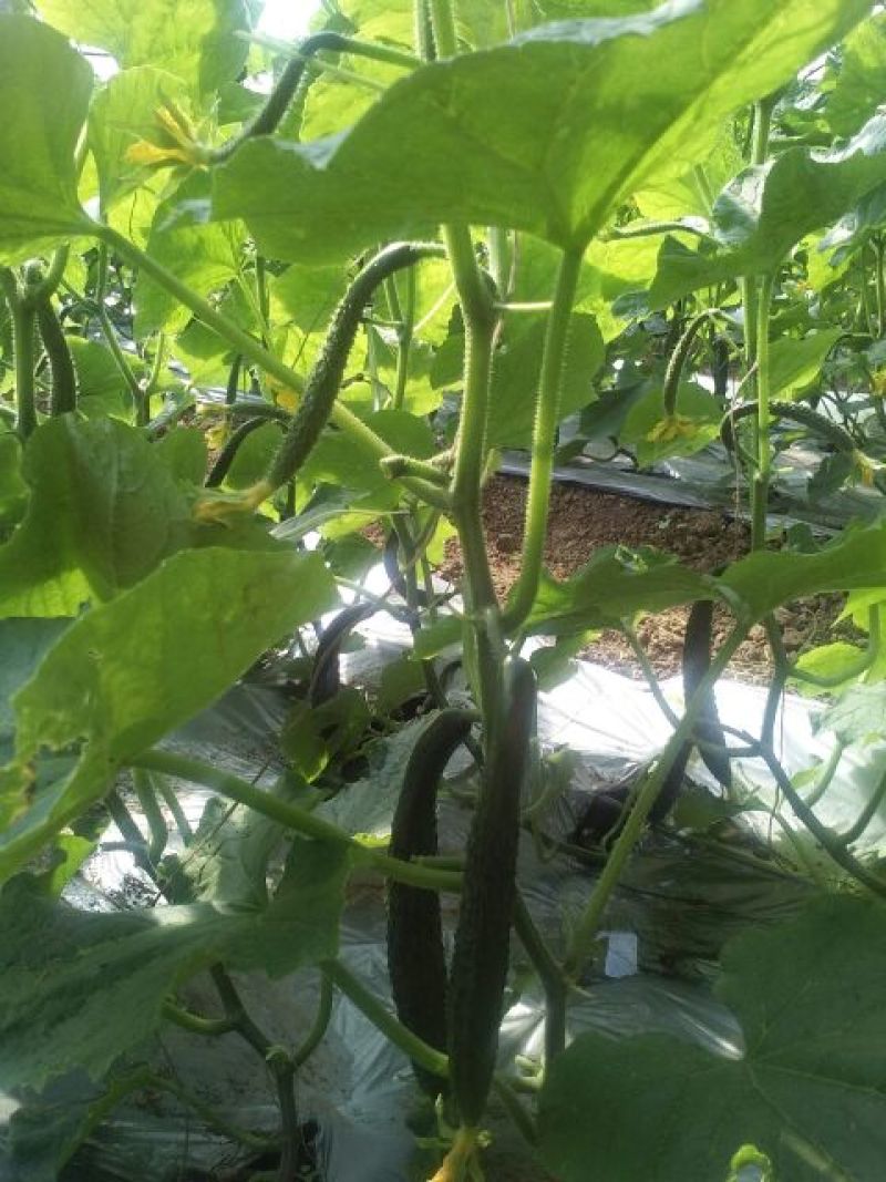 刺黄瓜干花带刺22~25公分