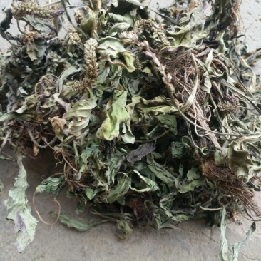 车前草