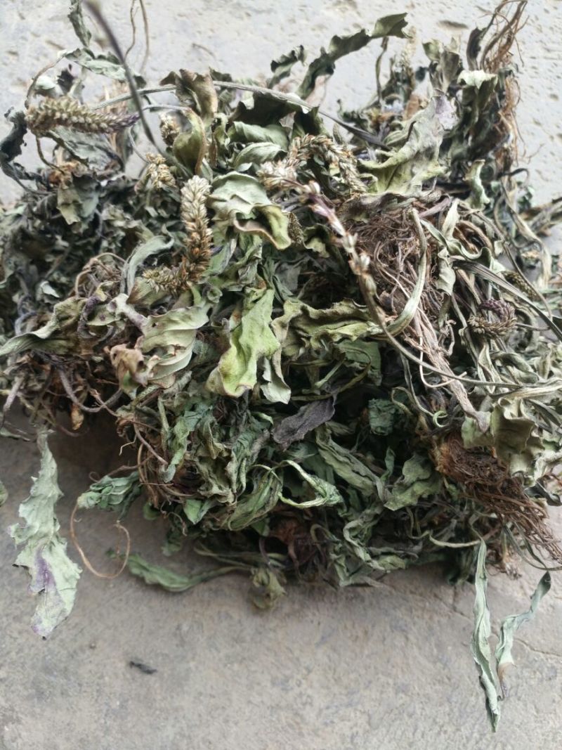 车前草