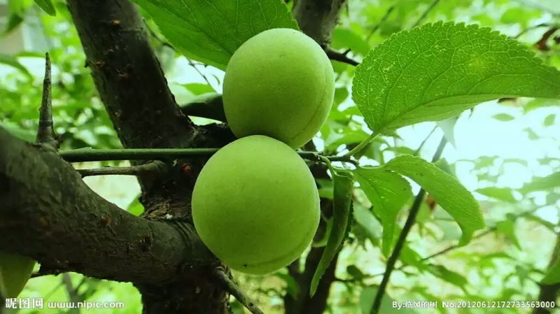 梅子大量青梅供应欢迎各位老板订购