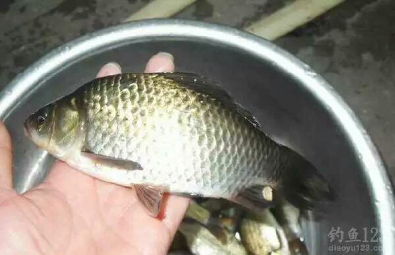 黄金鲫食用