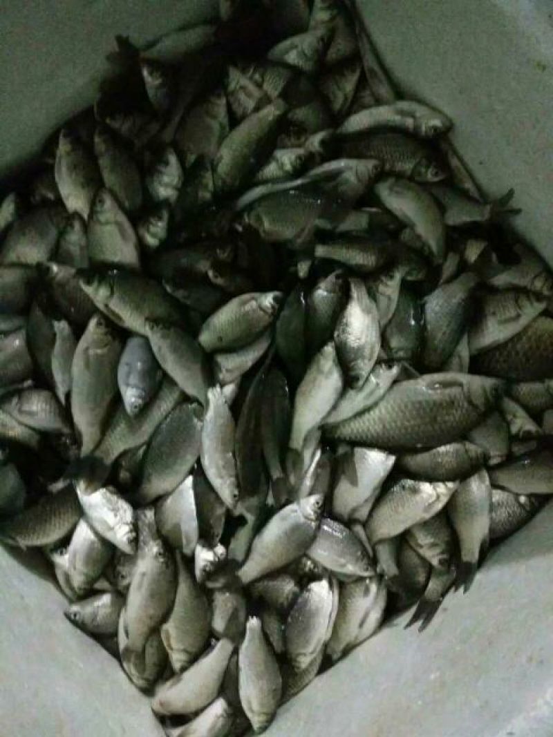 黄金鲫食用