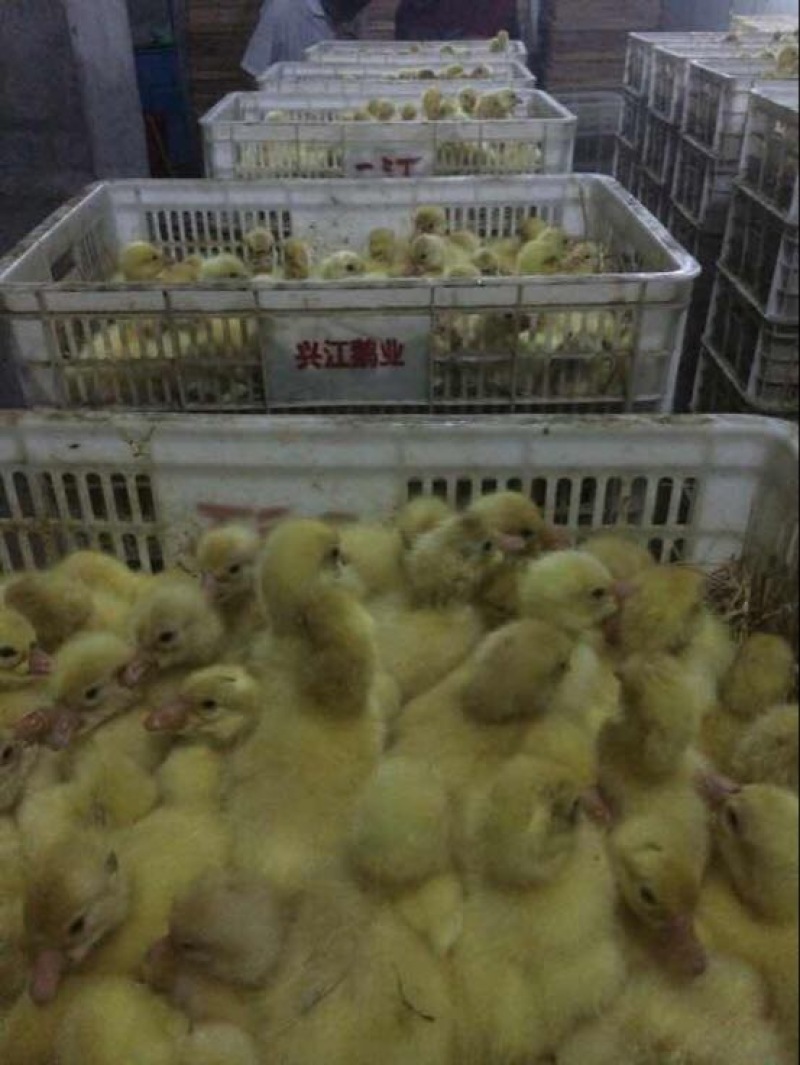 狮头鹅苗