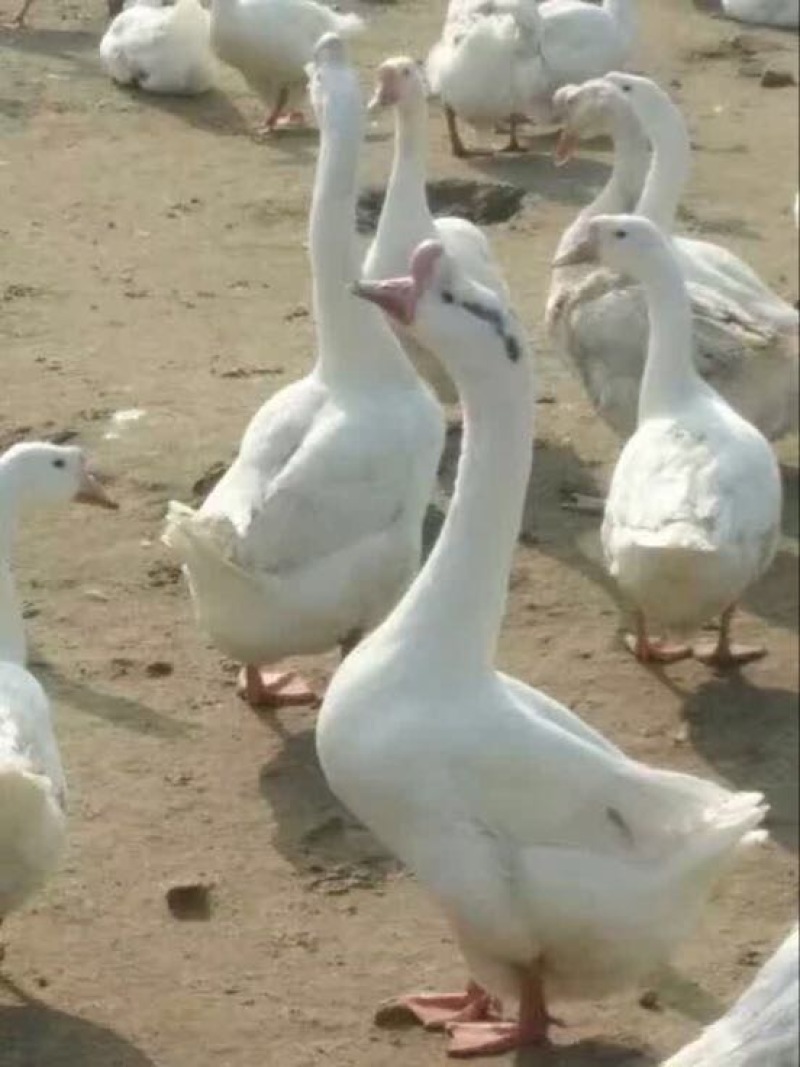 狮头鹅苗