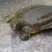 野生甲鱼