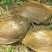野生甲鱼