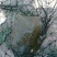 野生甲鱼