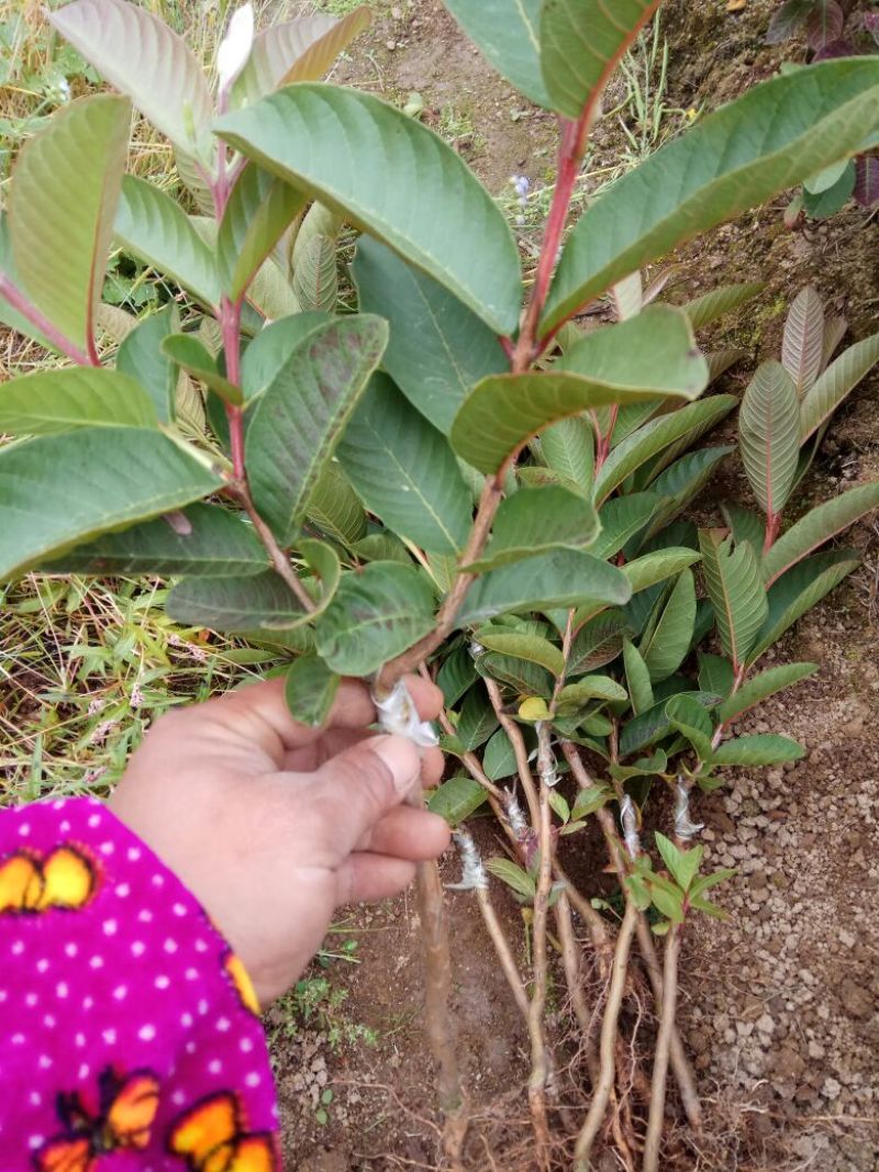 番石榴苗30~50cm