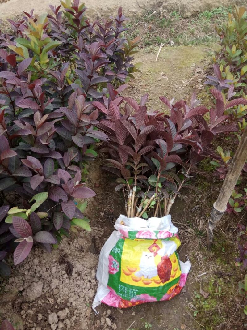 番石榴苗30~50cm