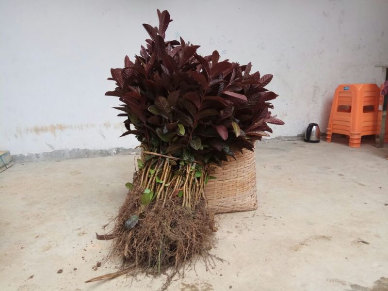 番石榴苗30~50cm