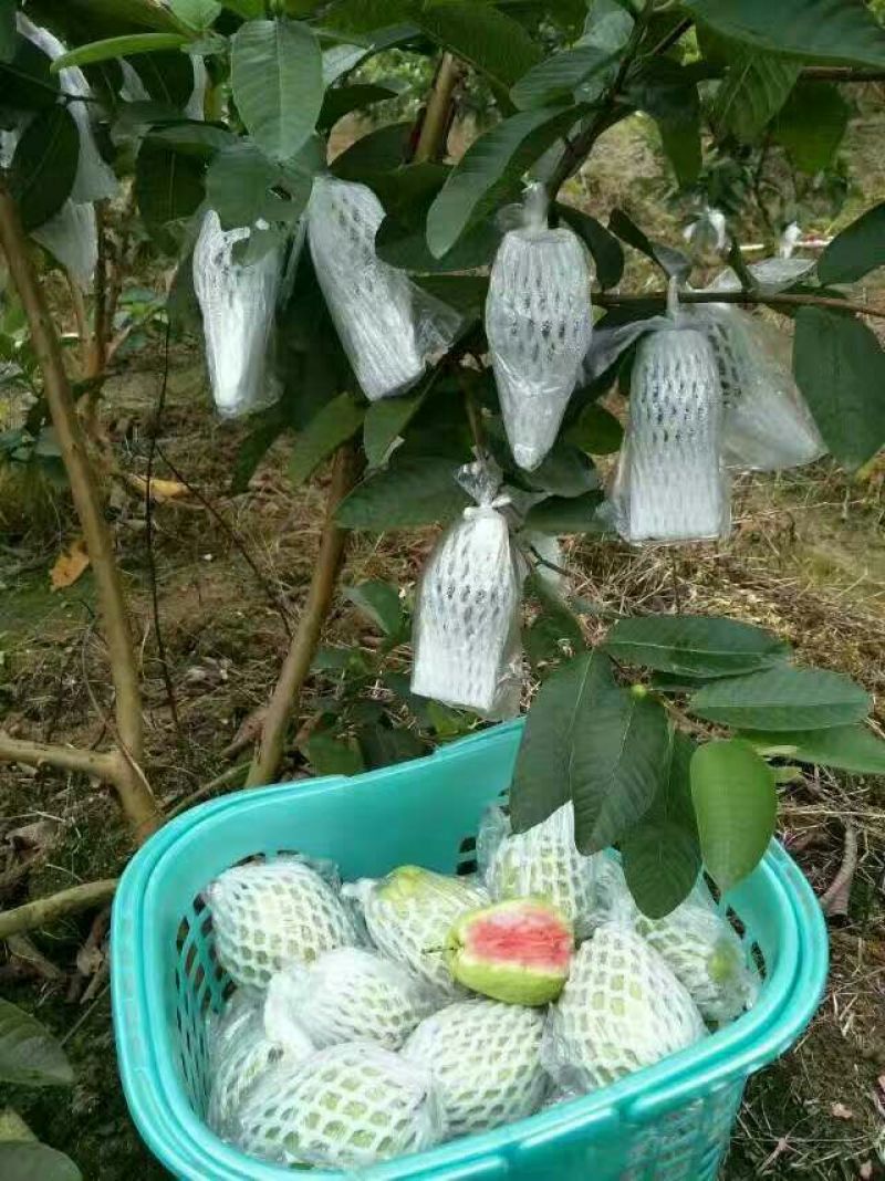 番石榴苗30~50cm