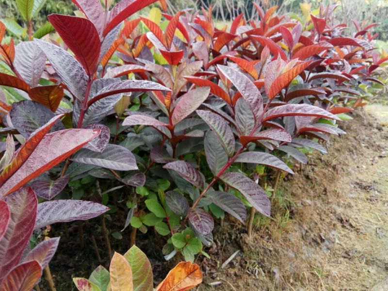 番石榴苗30~50cm