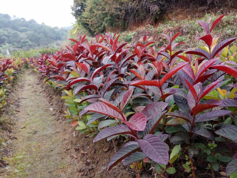 番石榴苗30~50cm
