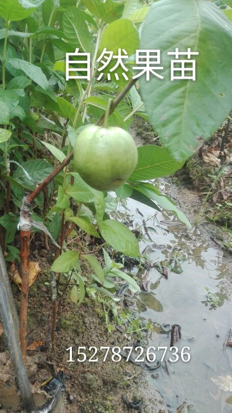 番石榴苗30~50cm