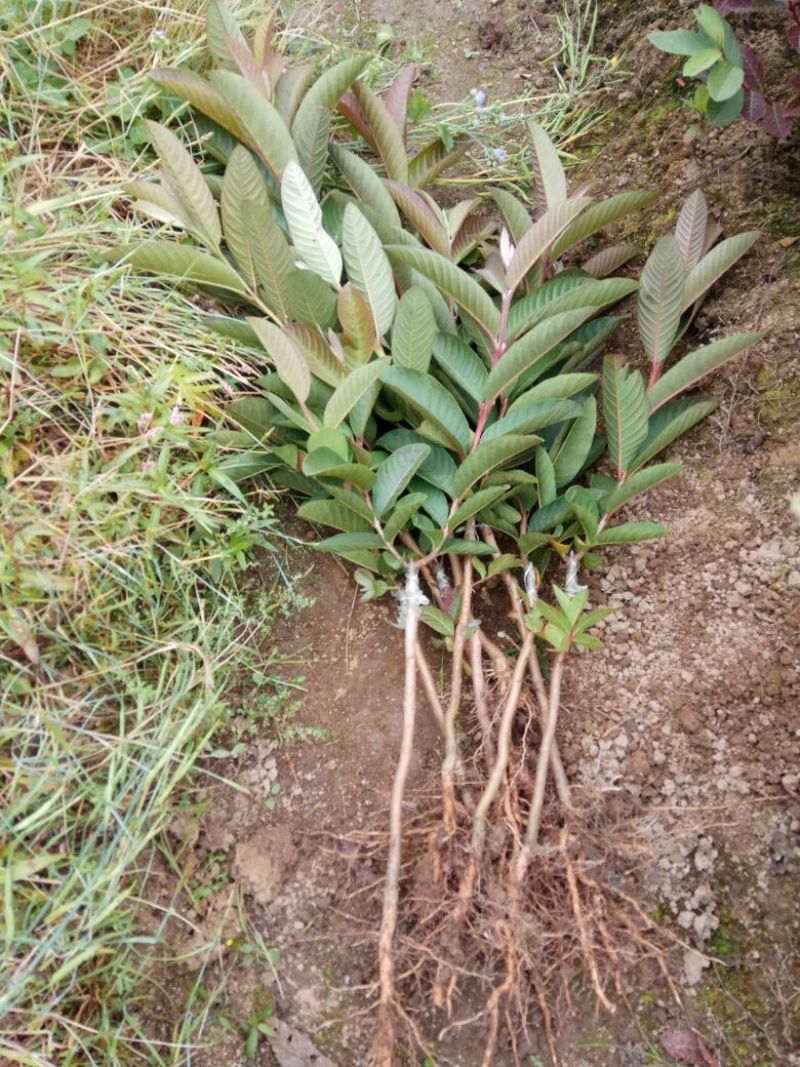 番石榴苗30~50cm
