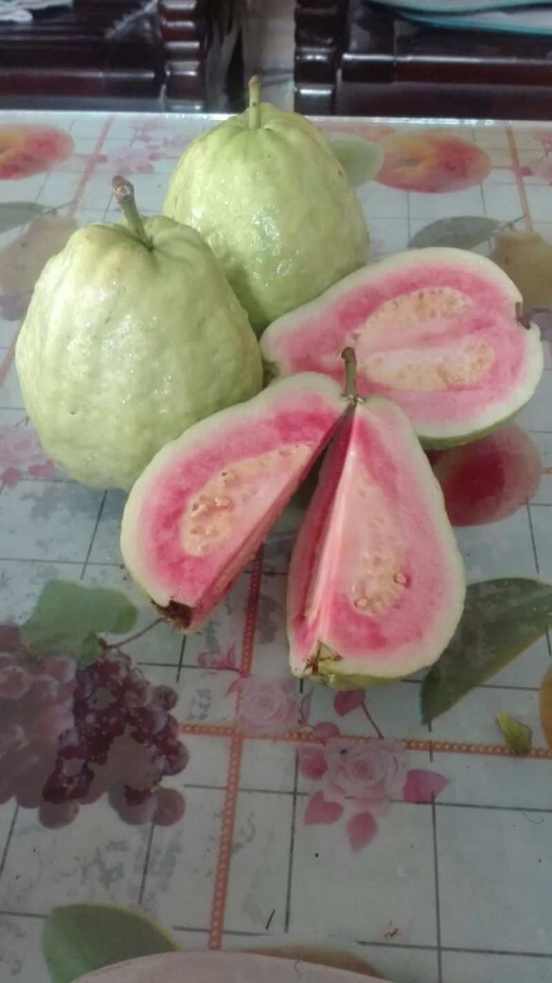 番石榴苗30~50cm