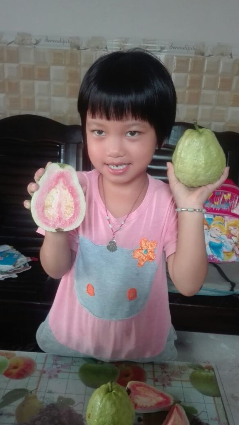 番石榴苗30~50cm