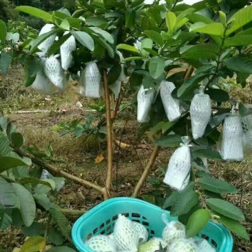 番石榴苗30~50cm