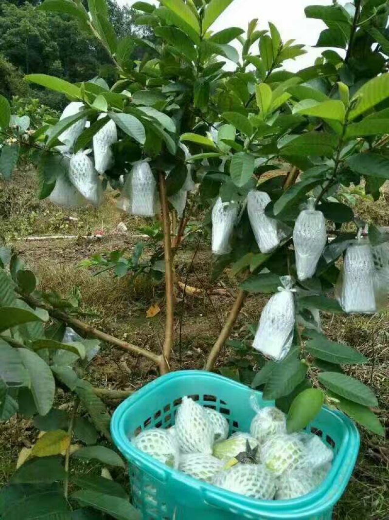 番石榴苗30~50cm