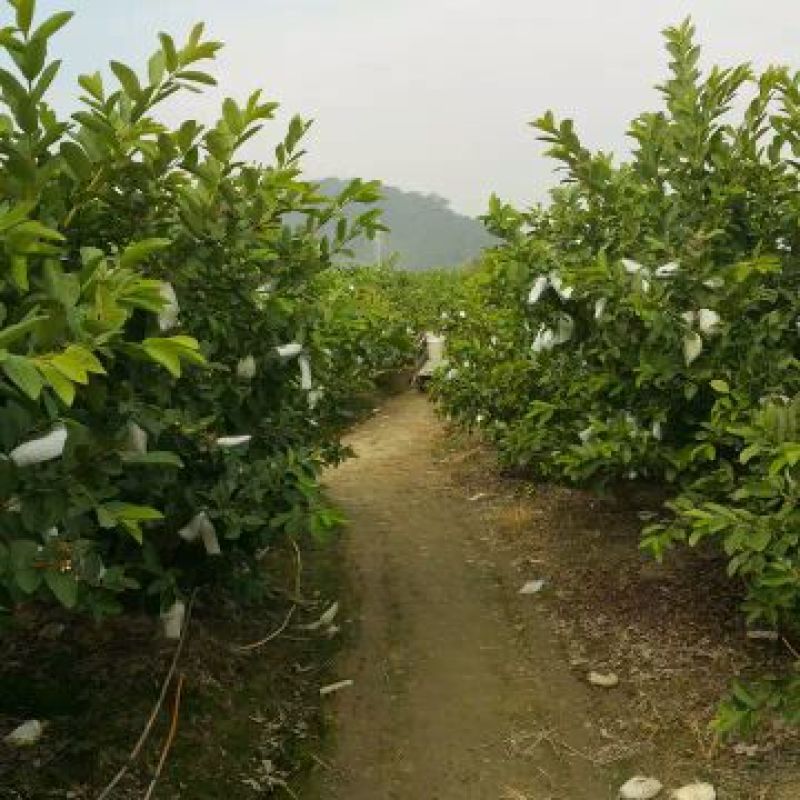 珍珠番石榴70~80mm白心