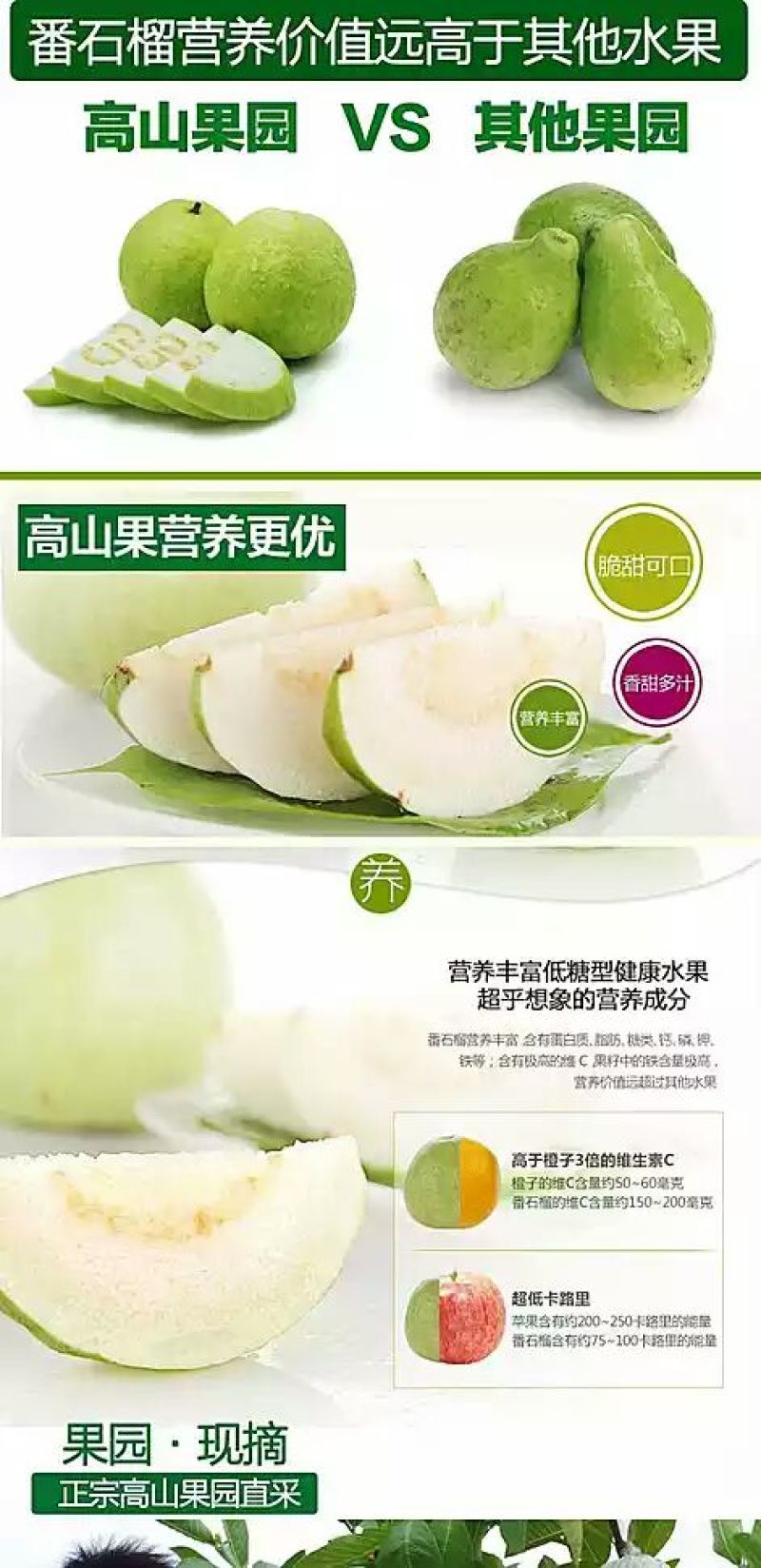 珍珠番石榴70~80mm白心