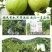 珍珠番石榴70~80mm白心