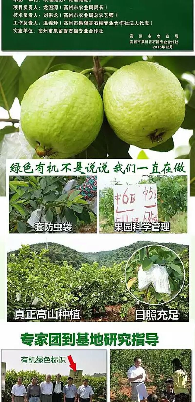 珍珠番石榴70~80mm白心