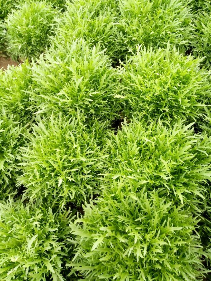 苦菊15~20cm