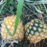 菠萝1.5~2斤