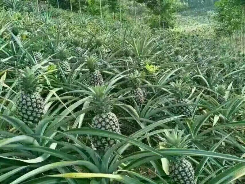 菠萝1.5~2斤