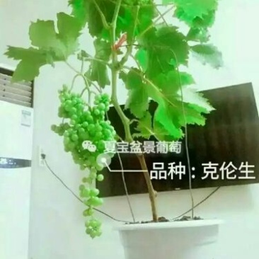 盆栽葡萄50~80cm