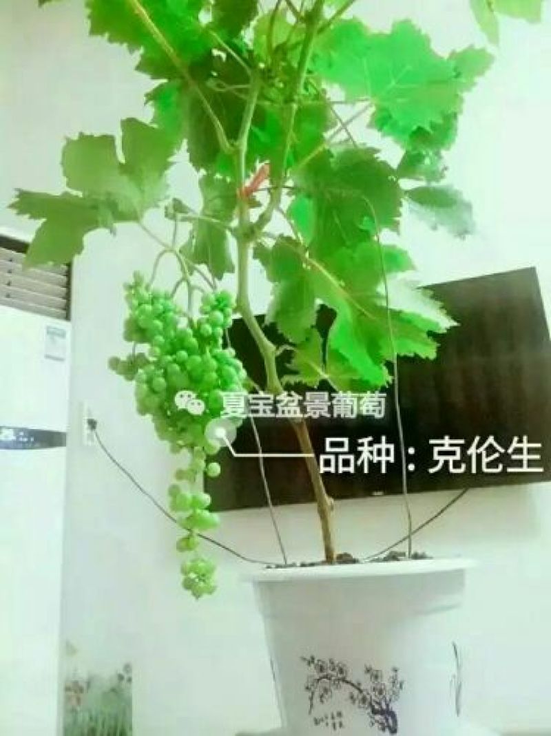 盆栽葡萄50~80cm