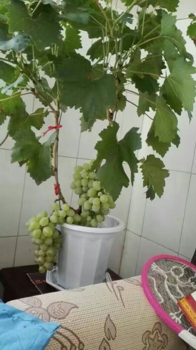 盆栽葡萄50~80cm