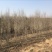 木槿自家育苗基地品种质量保证根系发达