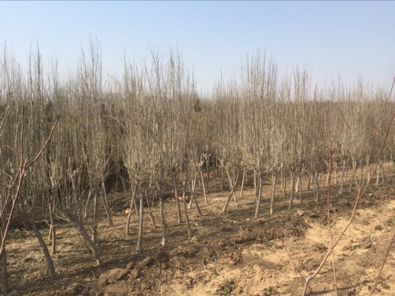 木槿自家育苗基地品种质量保证根系发达