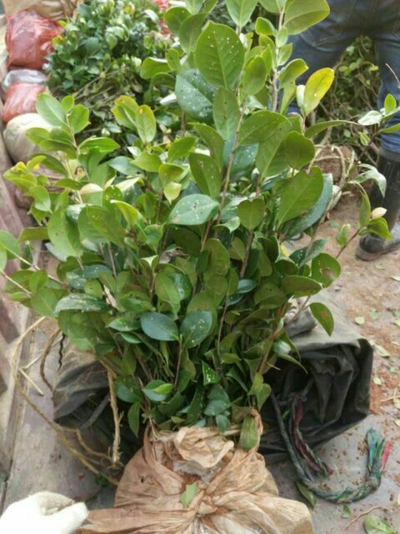茶花50~80cm