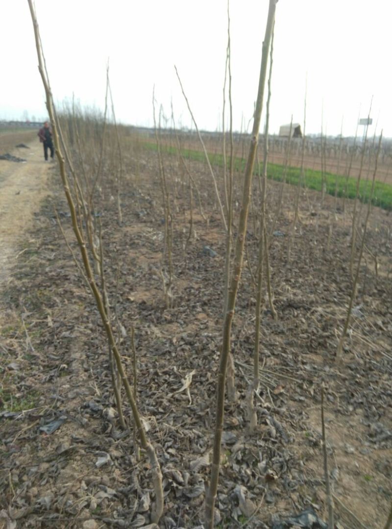 香玲辽核8518核桃苗三年苗100~200cm
