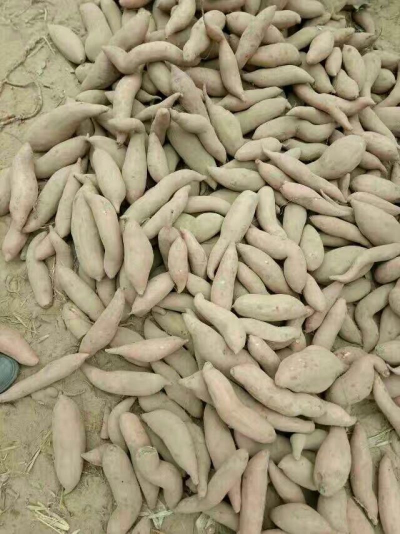 济薯26黄心3两以上