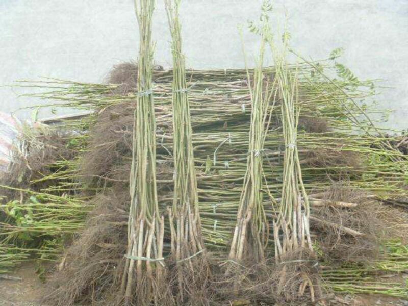 香玲辽核8518核桃苗三年苗100~200cm