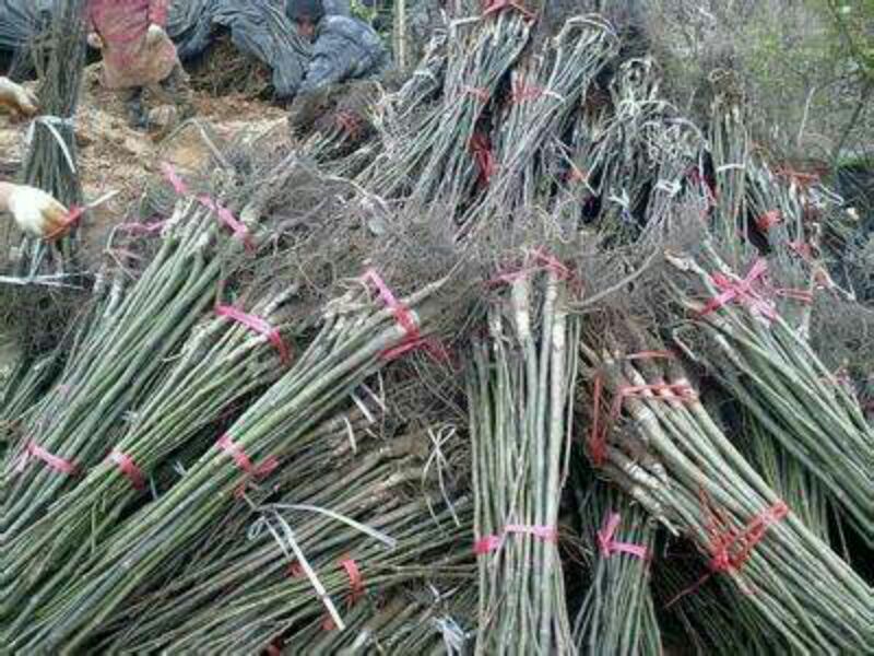 香玲辽核8518核桃苗三年苗100~200cm