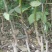 香玲辽核8518核桃苗三年苗100~200cm