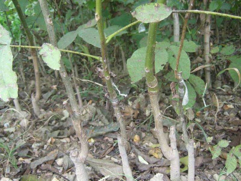 香玲辽核8518核桃苗三年苗100~200cm