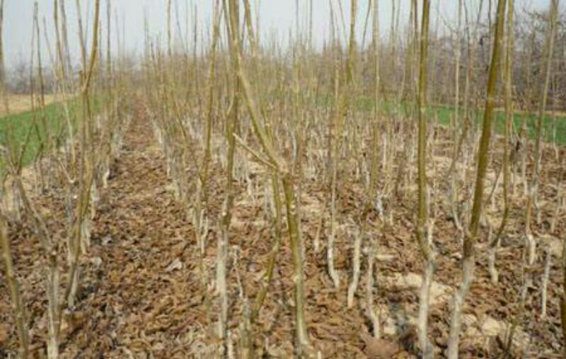 香玲辽核8518核桃苗三年苗100~200cm