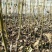 香玲辽核8518核桃苗三年苗100~200cm