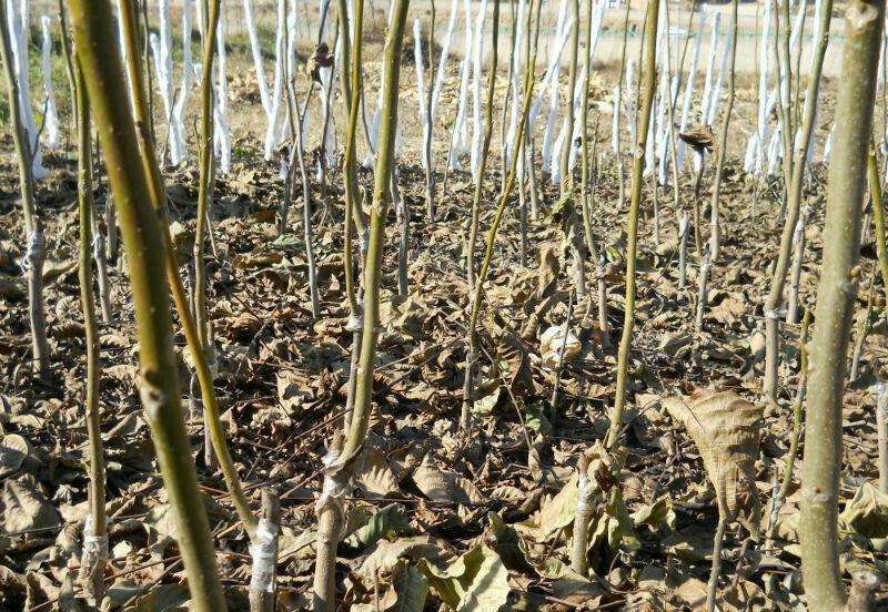 香玲辽核8518核桃苗三年苗100~200cm