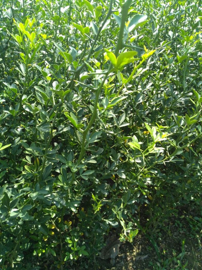枸橘苗30~50cm