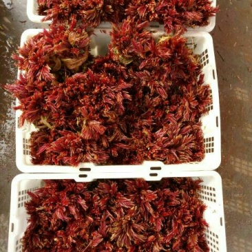 香椿芽10cm以下