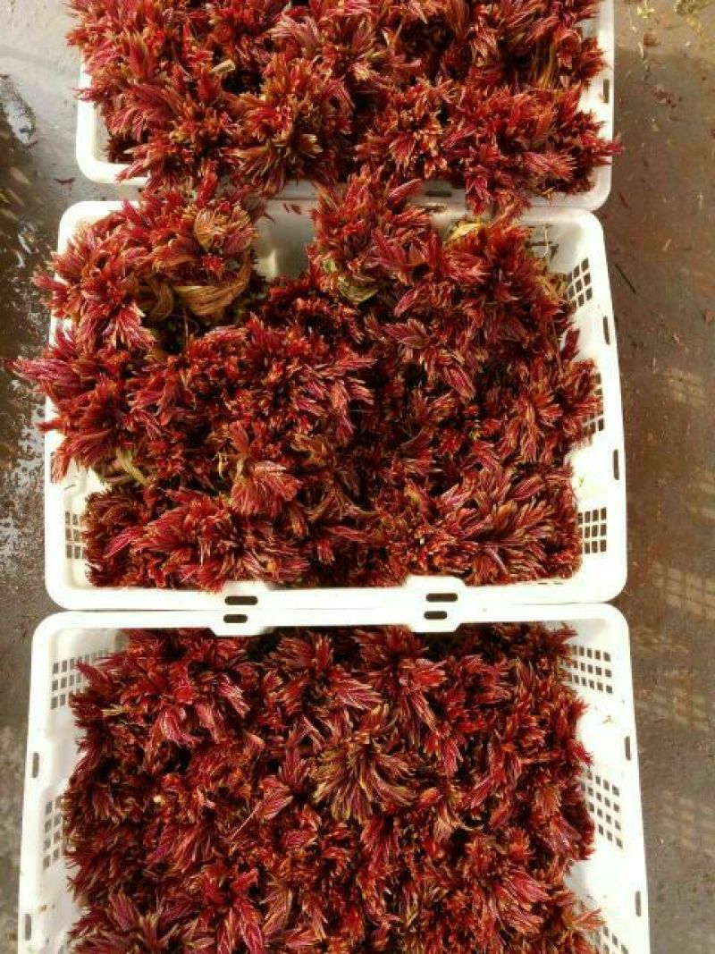 香椿芽10cm以下