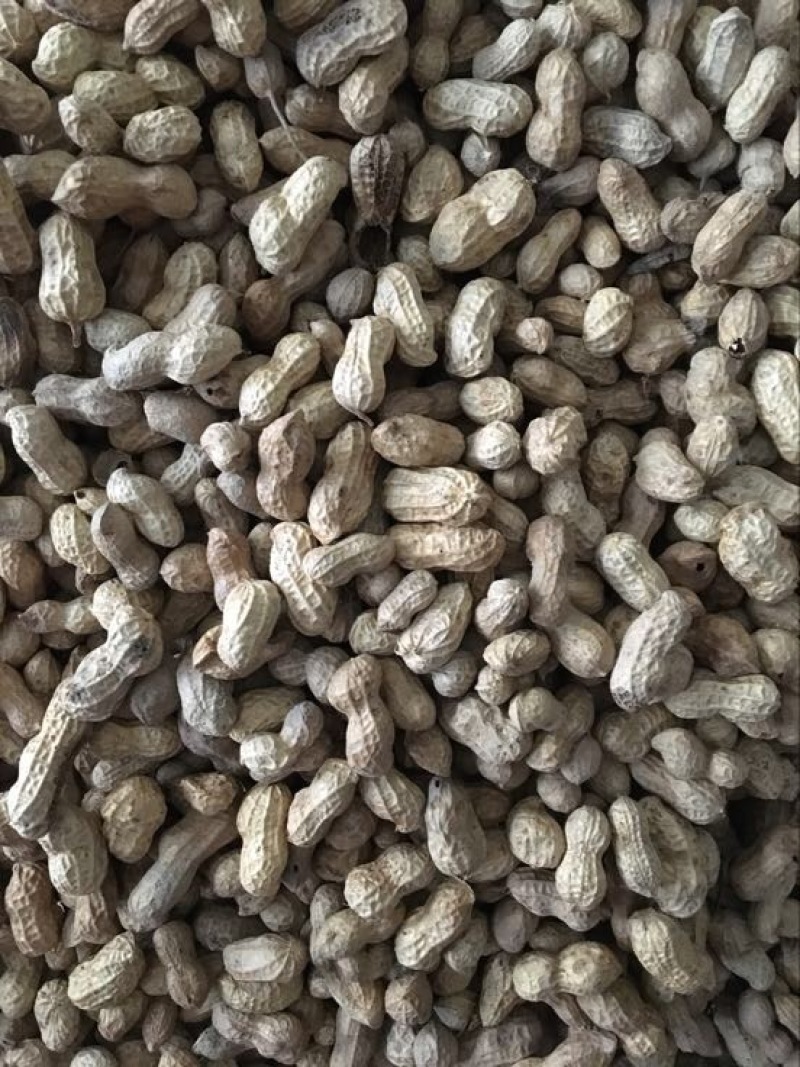 白沙双仁果生花生带壳农家自种